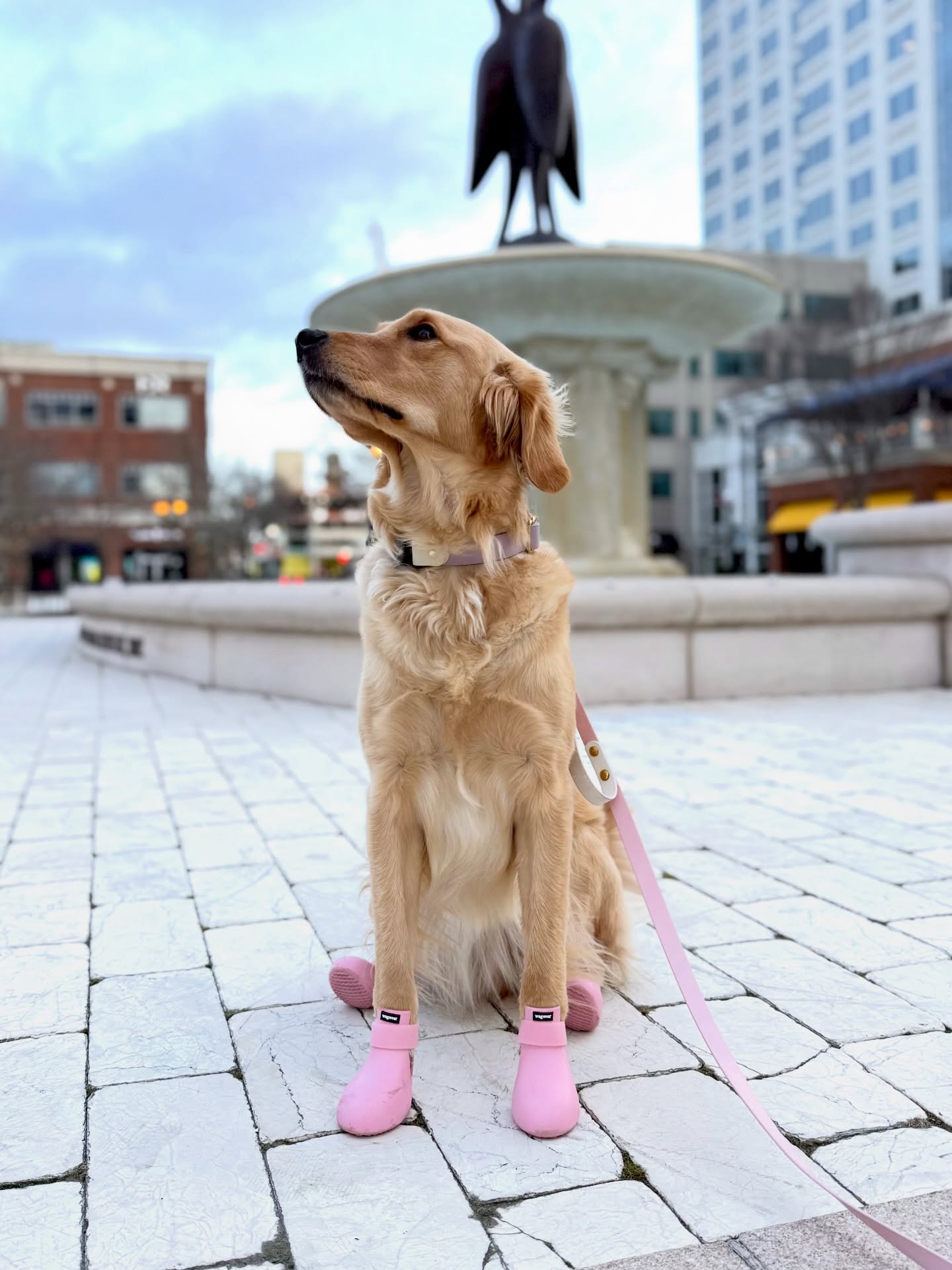 Ambassador Storefront – wagwear